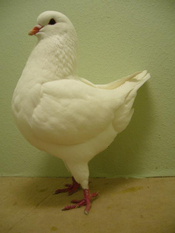 Munster 2009 837.jpg - hv 96 E von Geschwister Meinighaus auf Kingtauben, weiss